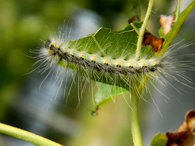 Invasione di campi: Hyphantria cunea